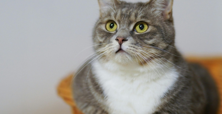 🐾 Γάτα και Νέο Σπίτι: Ομαλή Μετάβαση Χωρίς Άγχος