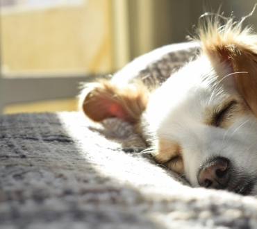 🐶 Κοπροφαγία στους Σκύλους: Αίτια, Κίνδυνοι και Λύσεις Αντιμετώπισης