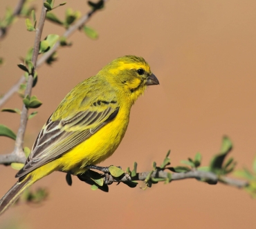 🐦 Σωστή Φροντίδα για Καναρίνια & Κοκατίλ: Οδηγός Υγείας και Ευεξίας 🌼