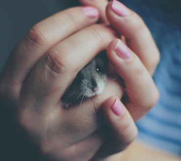 🐹 Φροντίδα Χάμστερ: Πλήρης Οδηγός Για Υγιή και Ευτυχισμένο Κατοικίδιο 🌐