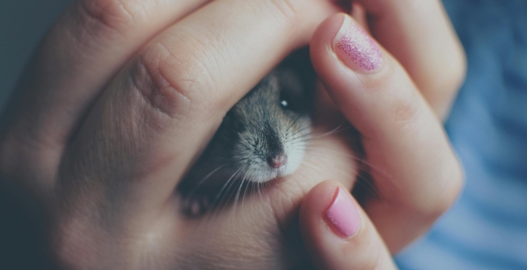 🐹 Φροντίδα Χάμστερ: Πλήρης Οδηγός Για Υγιή και Ευτυχισμένο Κατοικίδιο 🌐