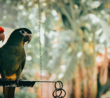 🦜‍♂️ Ασθένειες Παπαγάλων: Πλήρης Οδηγός Για Πρόληψη 🌐