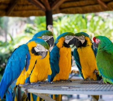 🦜‍♂️ Διατροφή Παπαγάλων: Τι πρέπει και τι όχι 🍎✨