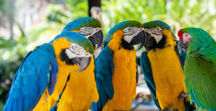 🦜‍♂️ Διατροφή Παπαγάλων: Τι πρέπει και τι όχι 🍎✨