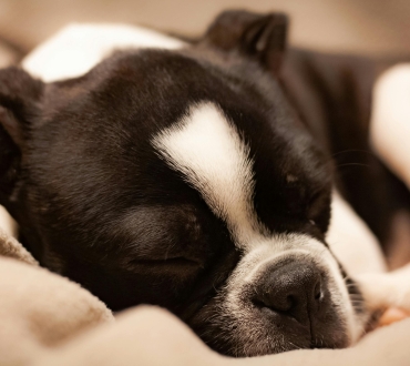 💤 Ο Ύπνος των Κουταβιών: Γιατί Είναι Τόσο Σημαντικός;