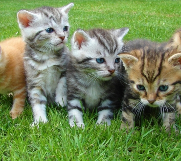 🐱 Οι Δημοφιλέστερες Φυλές Γατών και τα Μοναδικά Χαρακτηριστικά τους