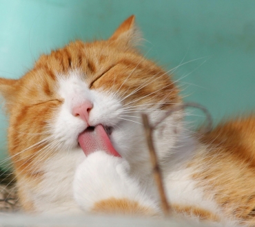 🐱 Υγεία της Γάτας: 10 Συχνές Ασθένειες και Πώς να τις Προλάβετε