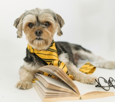 🐶 Η Ιστορία των Κουταβιών: Από την Αρχαιότητα μέχρι Σήμερα