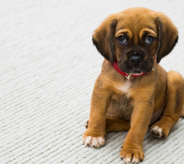 🐾 10 Συμβουλές για την Εκπαίδευση Κουταβιών