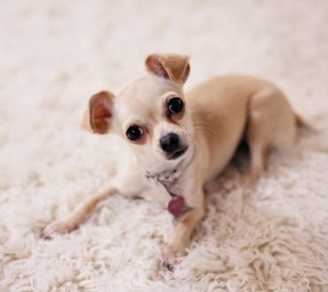 Πώς να Βοηθήσετε το Κουτάβι σας να Μάθει το Όνομά του