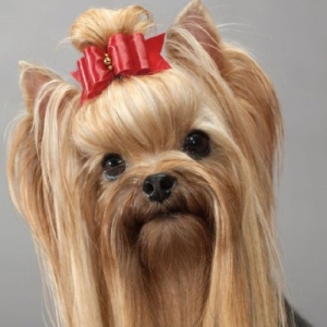 ΗΜΙΑΙΜΑ ΓΑΤΑΚΙΑ