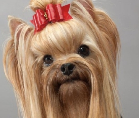 ΗΜΙΑΙΜΑ ΓΑΤΑΚΙΑ